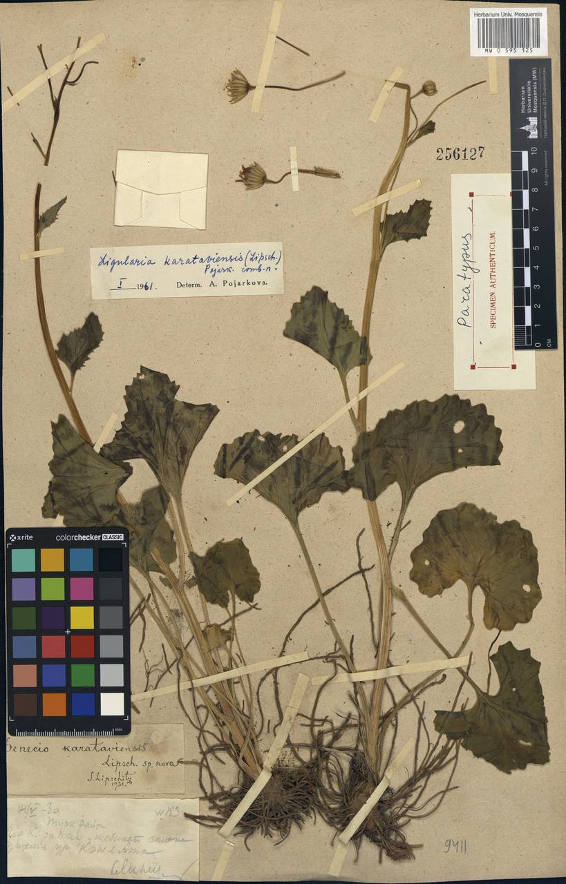 Vickifunkia karataviensis (Lipsch.) C. Ren, L. Wang, I. D. Illar. & Q. E. Yang, Средняя Азия и Казахстан, Западный Тянь-Шань и Каратау (M3) (Казахстан)