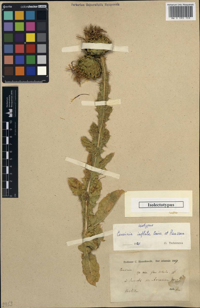 Cousinia inflata Boiss. & Hausskn., Зарубежная Азия (ASIA) (Иран)