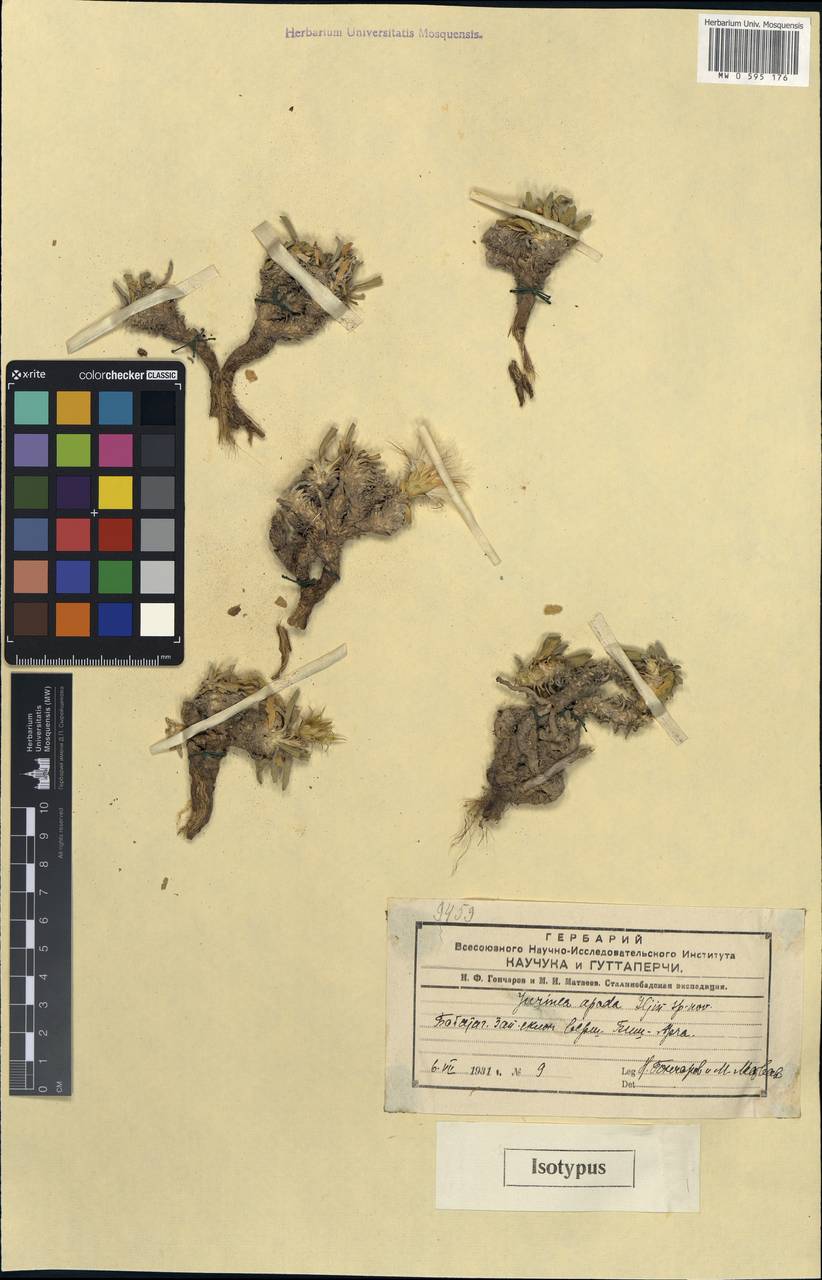 Jurinea caespitosa C. Winkl. ex O. Fedtsch. & B. Fedtsch., Средняя Азия и Казахстан, Западный Тянь-Шань и Каратау (M3) (Киргизия)