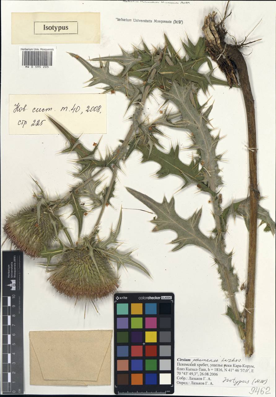 Cirsium ×pskemense Lazkov, Средняя Азия и Казахстан, Западный Тянь-Шань и Каратау (M3) (Киргизия)