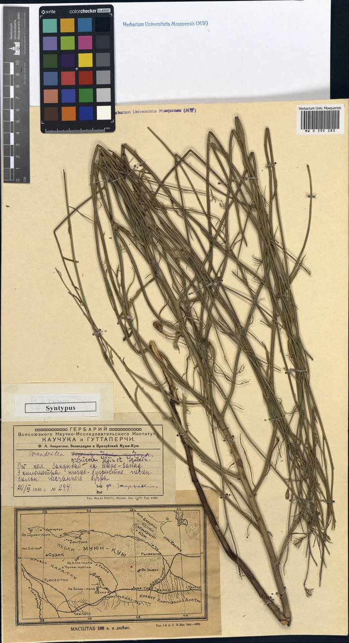 Chondrilla arenicola, Средняя Азия и Казахстан, Муюнкумы, Прибалхашье и Бетпак-Дала (M9) (Казахстан)