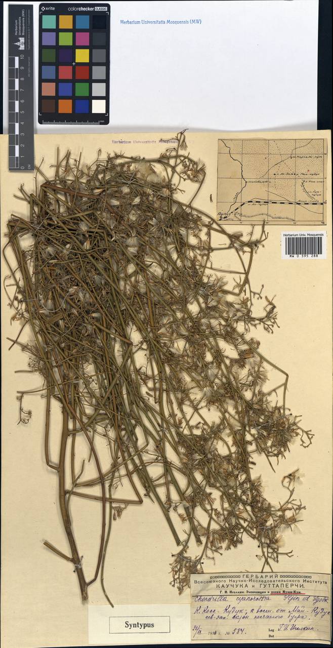 Chondrilla cyanorostris, Средняя Азия и Казахстан, Муюнкумы, Прибалхашье и Бетпак-Дала (M9) (Казахстан)