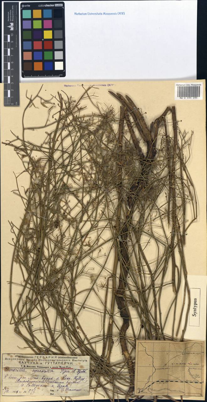 Chondrilla cyanorostris, Средняя Азия и Казахстан, Муюнкумы, Прибалхашье и Бетпак-Дала (M9) (Казахстан)