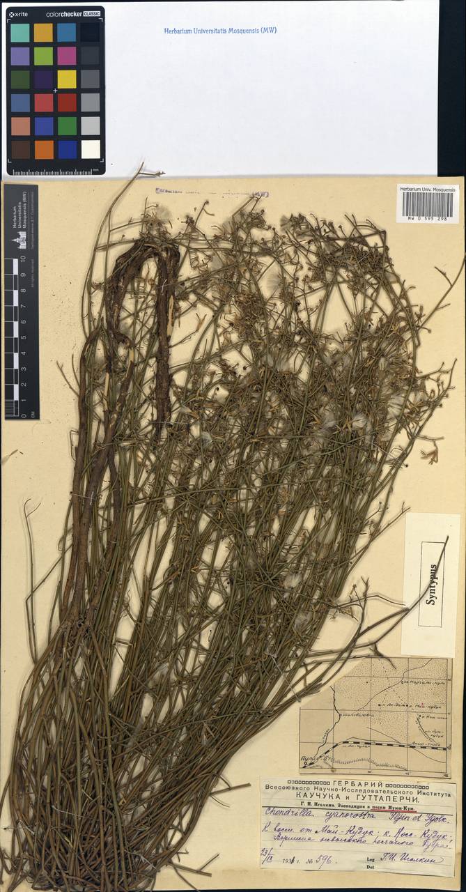 Chondrilla cyanorostris, Средняя Азия и Казахстан, Муюнкумы, Прибалхашье и Бетпак-Дала (M9) (Казахстан)