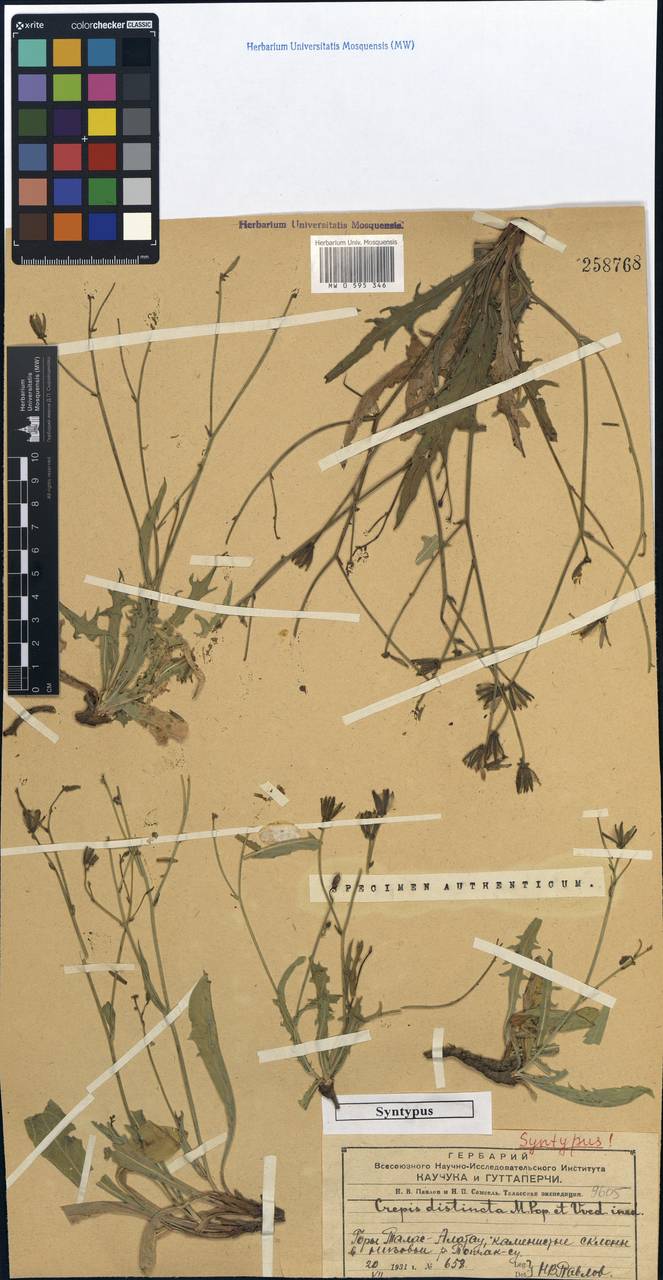 Crepis distincta, Средняя Азия и Казахстан, Западный Тянь-Шань и Каратау (M3) (Казахстан)