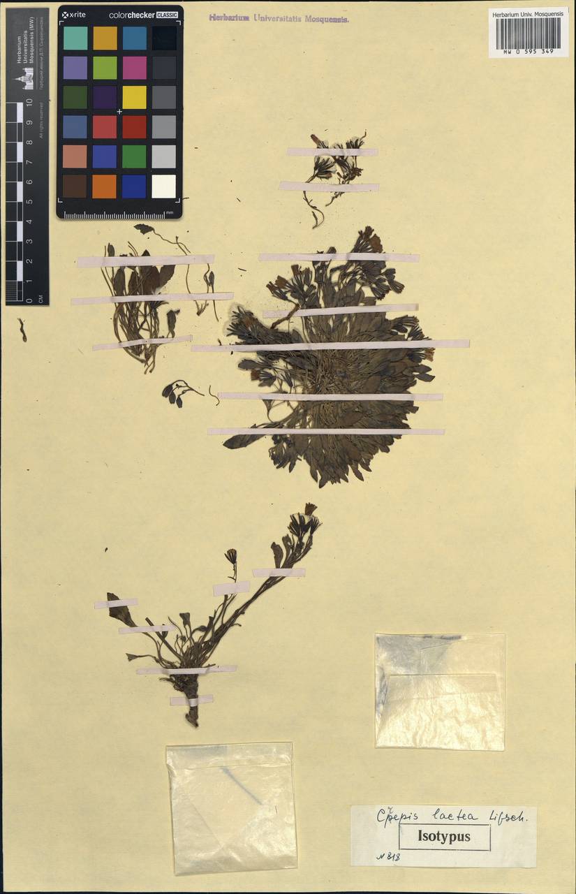 Askellia lactea (Lipsch.) W. A. Weber, Средняя Азия и Казахстан, Памир и Памиро-Алай (M2) (Таджикистан)