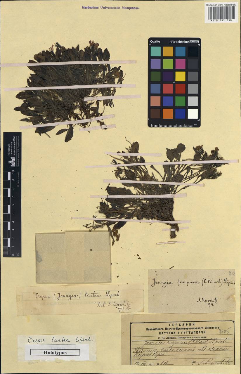 Askellia lactea (Lipsch.) W. A. Weber, Средняя Азия и Казахстан, Памир и Памиро-Алай (M2) (Таджикистан)