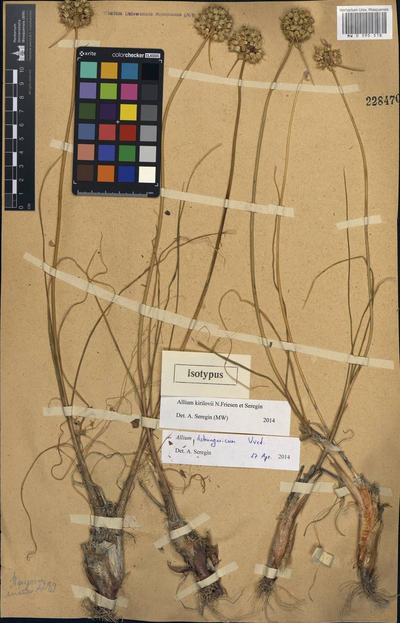 Allium kirilovii, Средняя Азия и Казахстан, Северный и Центральный Тянь-Шань (M4) (Казахстан)