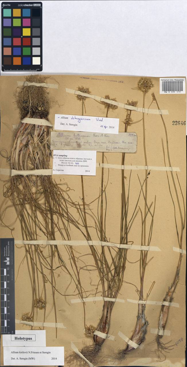 Allium kirilovii, Средняя Азия и Казахстан, Северный и Центральный Тянь-Шань (M4) (Казахстан)