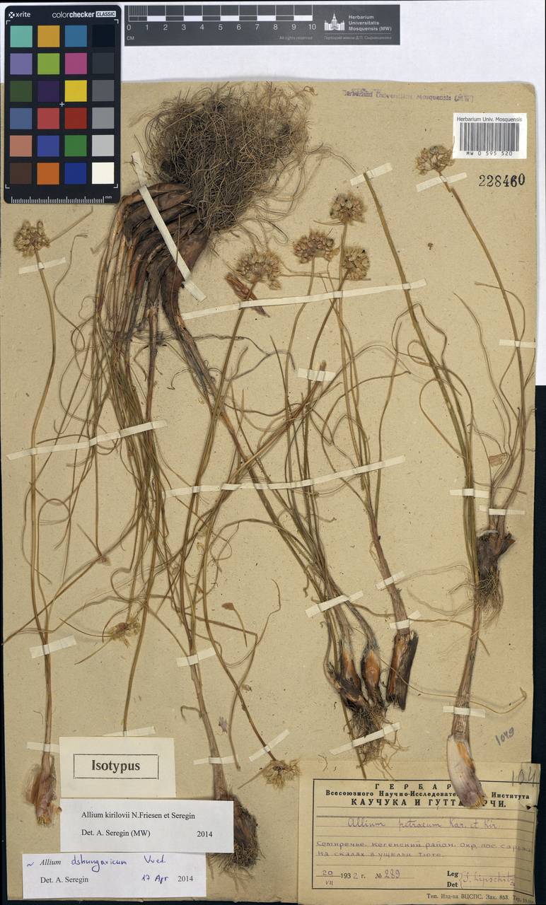 Allium kirilovii, Средняя Азия и Казахстан, Северный и Центральный Тянь-Шань (M4) (Казахстан)