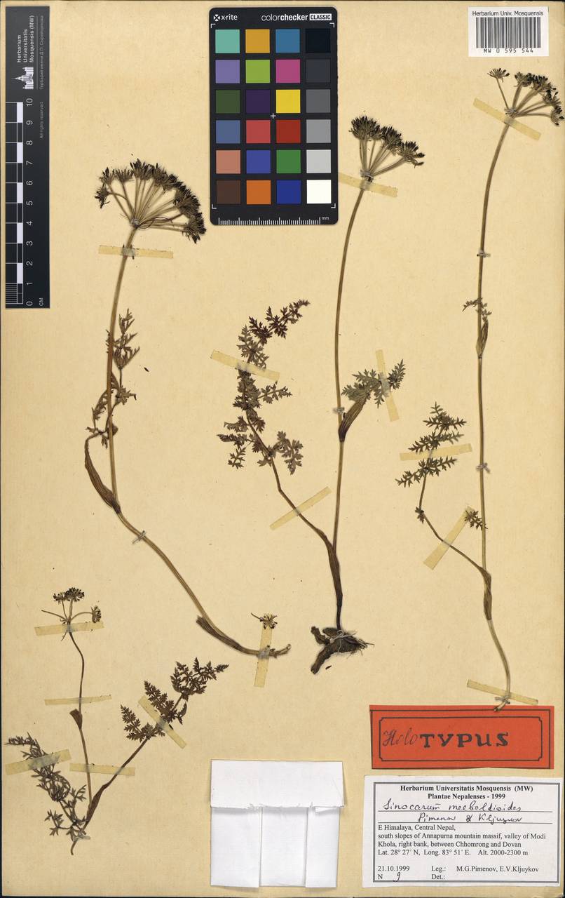 Sinocarum meeboldioides Pimenov & Kljuykov, Зарубежная Азия (ASIA) (Непал)