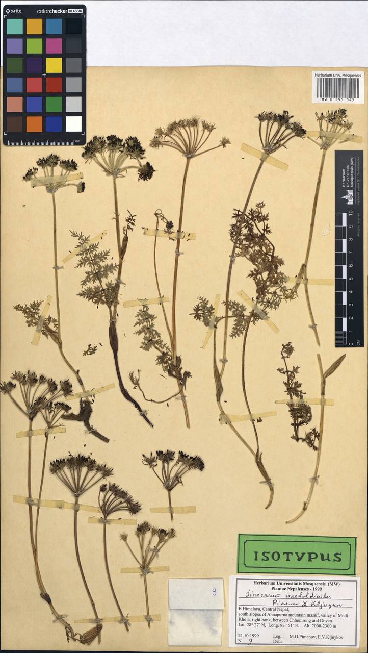 Sinocarum meeboldioides Pimenov & Kljuykov, Зарубежная Азия (ASIA) (Непал)