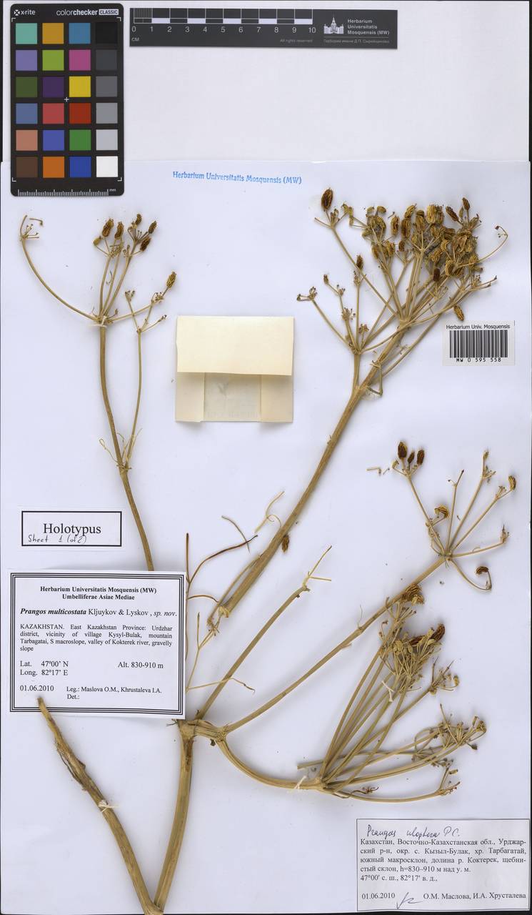 Prangos multicostata Kljuykov & Lyskov, Средняя Азия и Казахстан, Джунгарский Алатау и Тарбагатай (M5) (Казахстан)