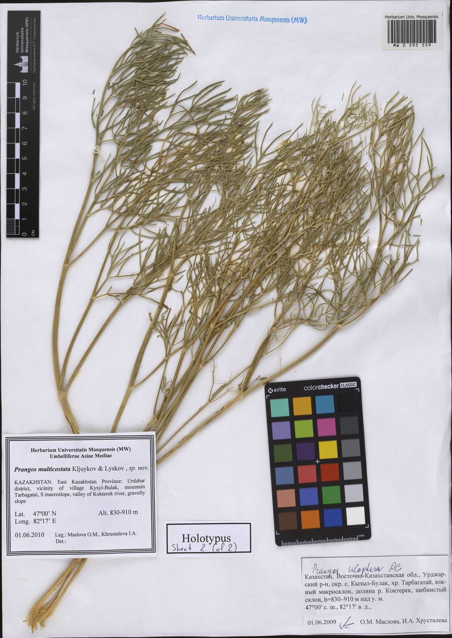 Prangos multicostata Kljuykov & Lyskov, Средняя Азия и Казахстан, Джунгарский Алатау и Тарбагатай (M5) (Казахстан)