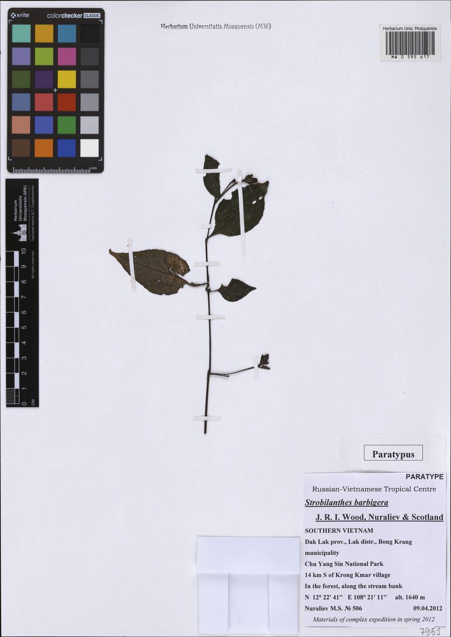 Strobilanthes barbigera J. R. I. Wood, Nuraliev & Scotland, Зарубежная Азия (ASIA) (Вьетнам)