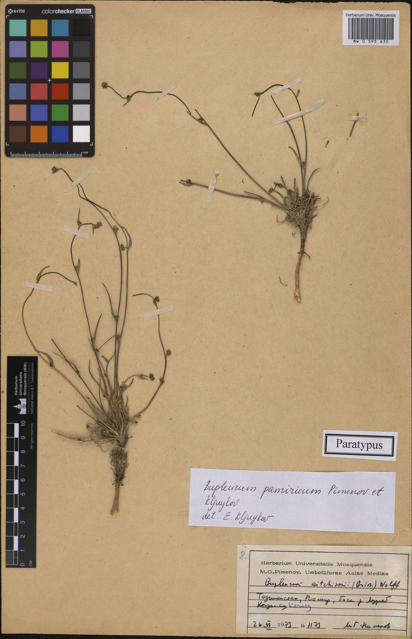 Bupleurum pamiricum Pimenov & Kljuykov, Средняя Азия и Казахстан, Памир и Памиро-Алай (M2) (Таджикистан)