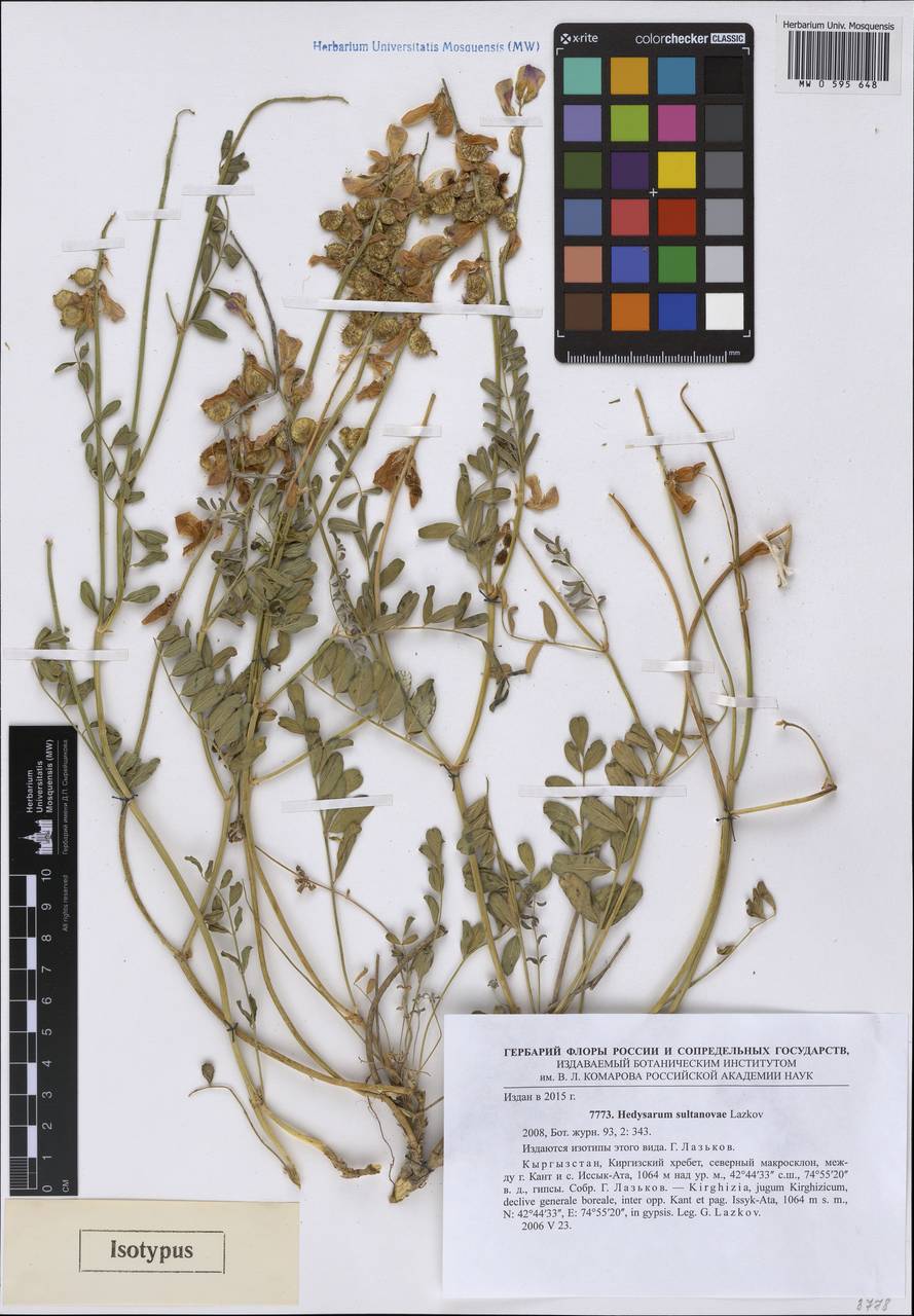 Hedysarum sultanovae Lazkov, Средняя Азия и Казахстан, Северный и Центральный Тянь-Шань (M4) (Киргизия)