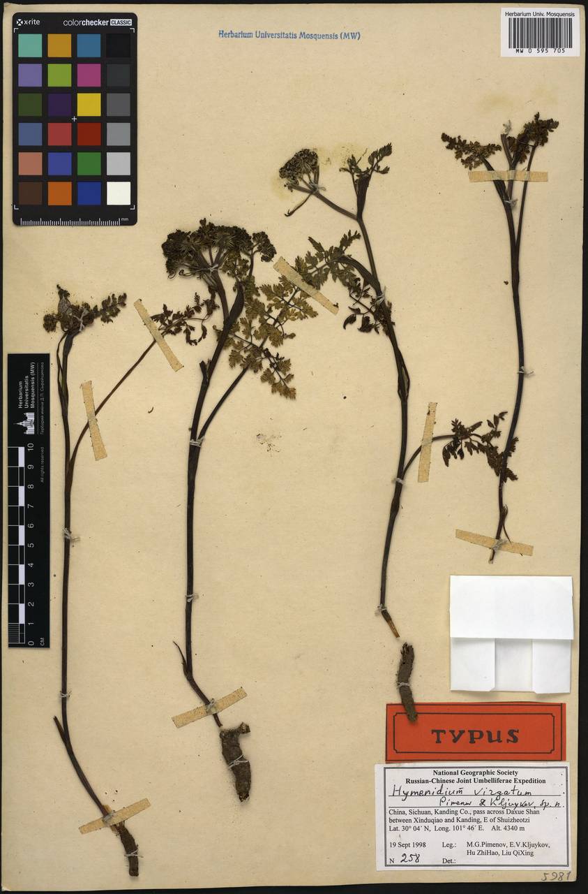 Hymenidium virgatum Pimenov & Kljuykov, Зарубежная Азия (ASIA) (КНР)