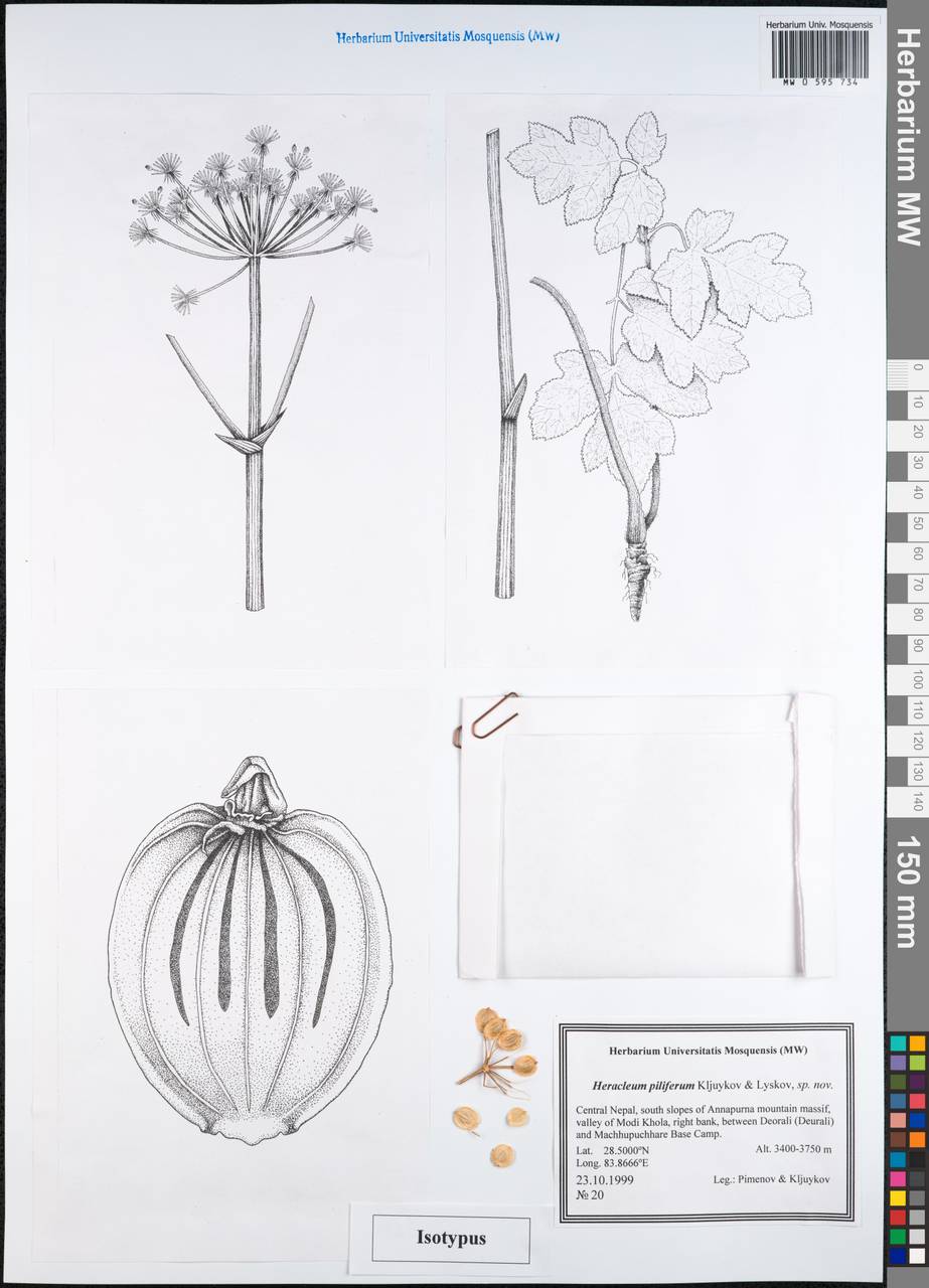 Heracleum piliferum Kljuykov & Lyskov, Зарубежная Азия (ASIA) (Непал)
