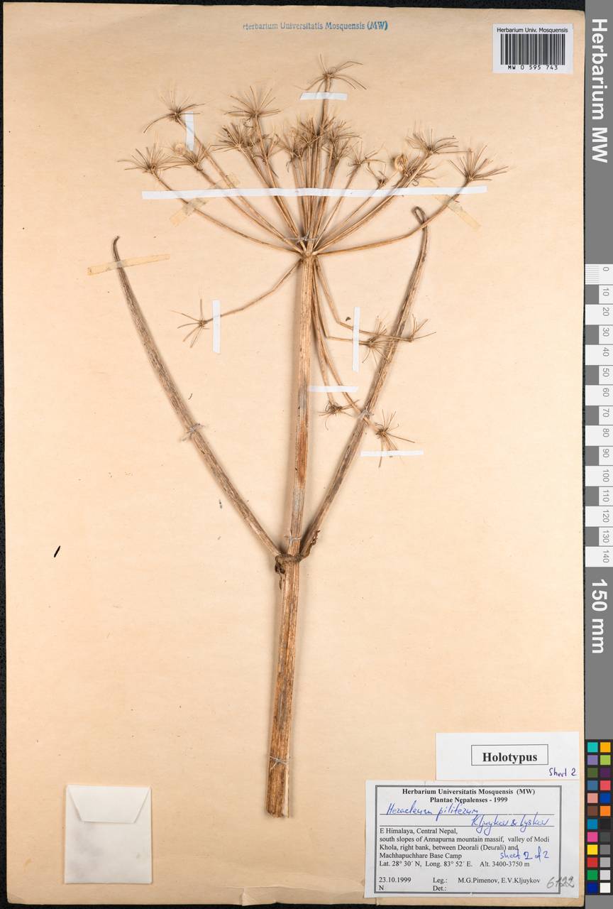 Heracleum piliferum Kljuykov & Lyskov, Зарубежная Азия (ASIA) (Непал)