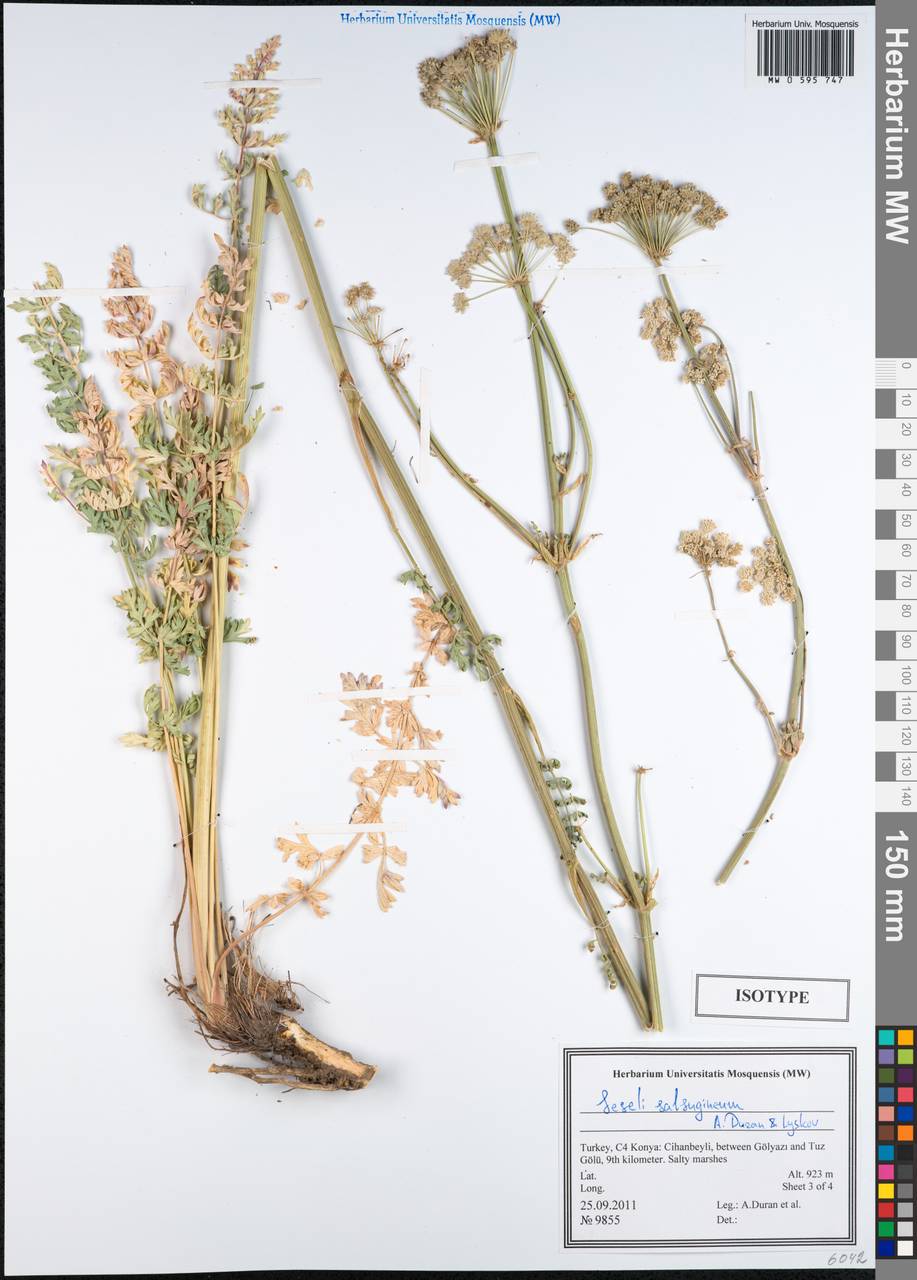 Seseli salsugineum A.Duran & Lyskov, Зарубежная Азия (ASIA) (Турция)