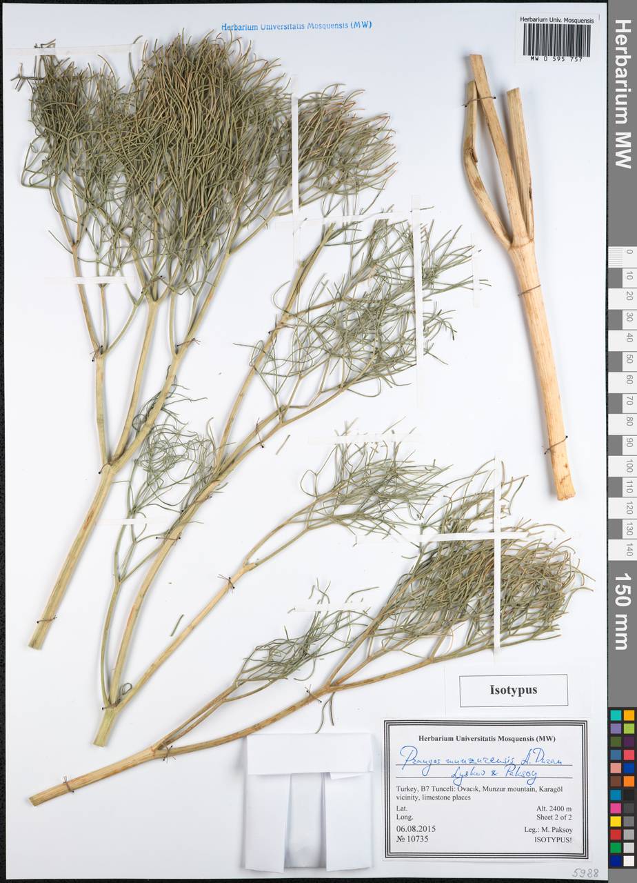 Prangos munzurensis A. Duran, Lyskov & Paksoy, Зарубежная Азия (ASIA) (Турция)