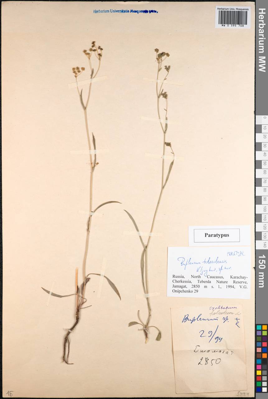Bupleurum teberdense Kljuykov, Кавказ, Ставропольский край, Карачаево-Черкесия, Кабардино-Балкария (K1b) (Россия)