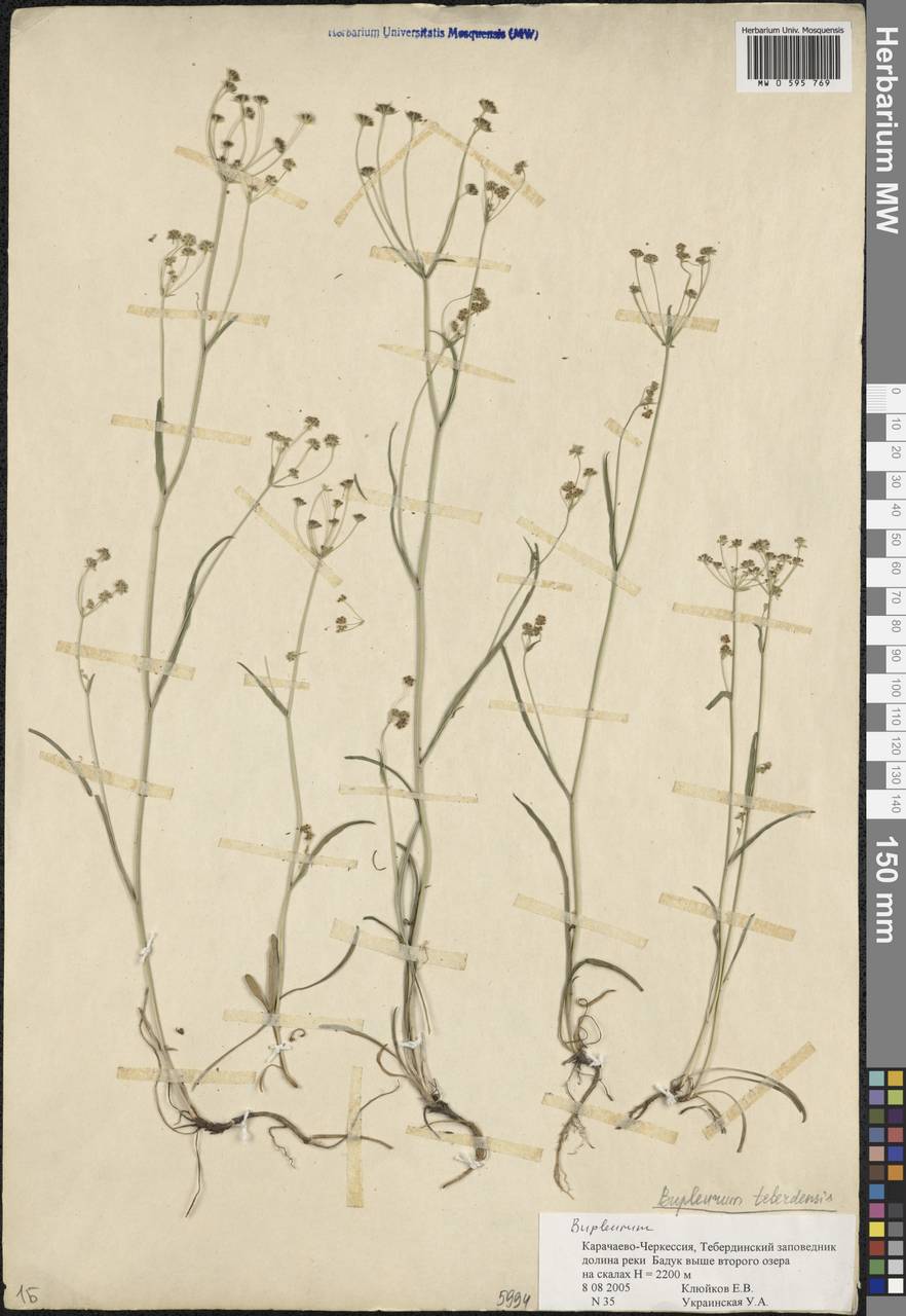 Bupleurum teberdense Kljuykov, Кавказ, Ставропольский край, Карачаево-Черкесия, Кабардино-Балкария (K1b) (Россия)
