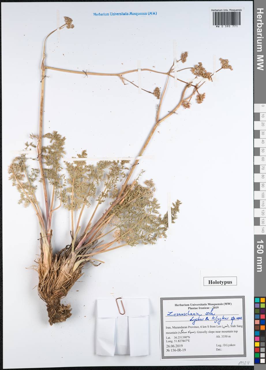 Zeravschania sola Lyskov & Kljuykov, Зарубежная Азия (ASIA) (Иран)