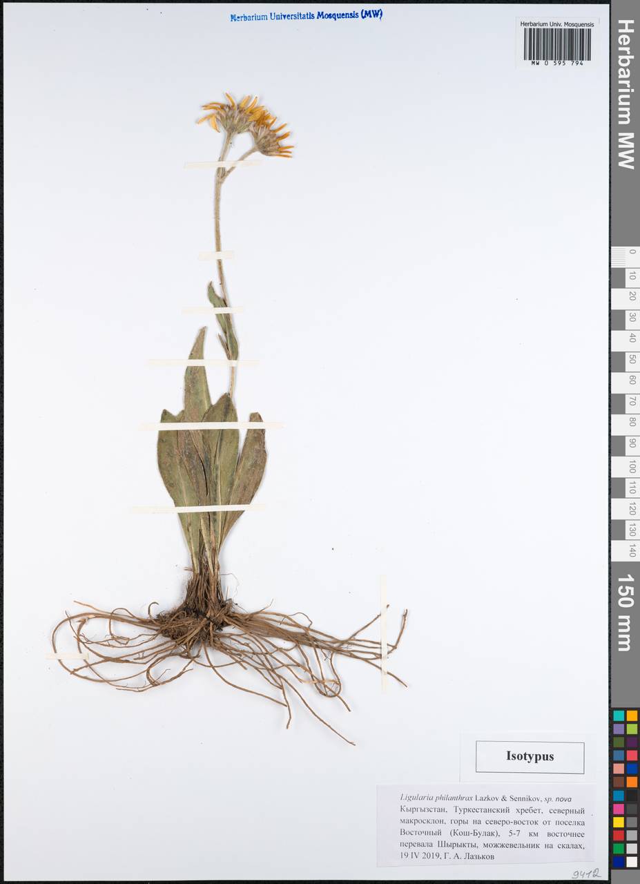 Ligularia philanthrax Lazkov & Sennikov, Средняя Азия и Казахстан, Памир и Памиро-Алай (M2) (Киргизия)