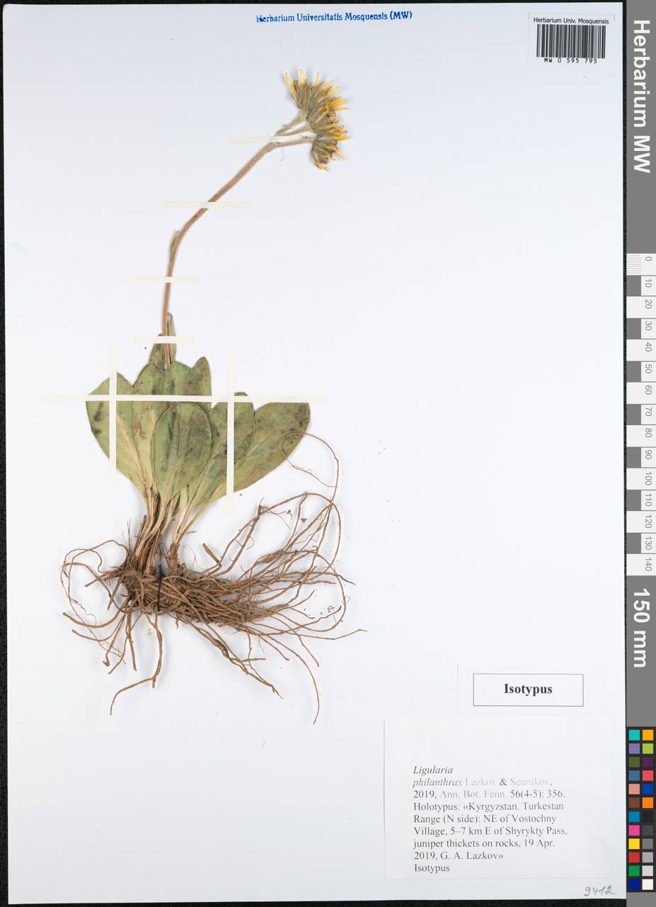 Ligularia philanthrax Lazkov & Sennikov, Средняя Азия и Казахстан, Памир и Памиро-Алай (M2) (Киргизия)