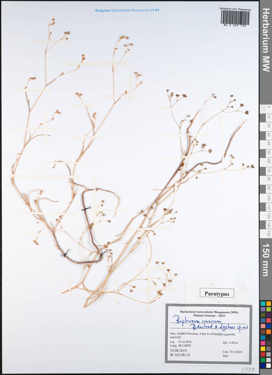 Bupleurum iranicum Bidarlord & Lyskov, Зарубежная Азия (ASIA) (Иран)