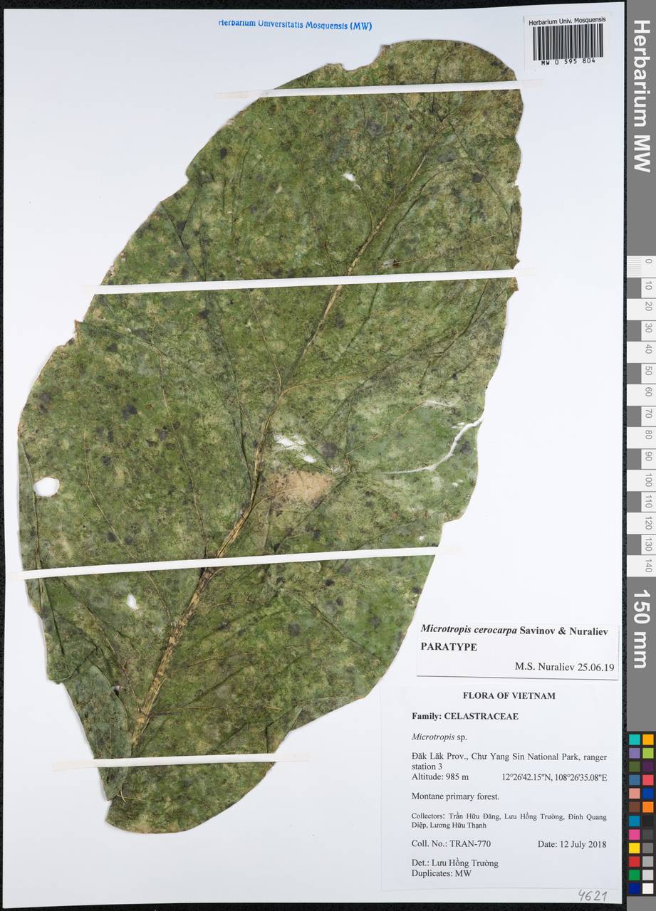 Microtropis cerocarpa Savinov & Nuraliev, Зарубежная Азия (ASIA) (Вьетнам)