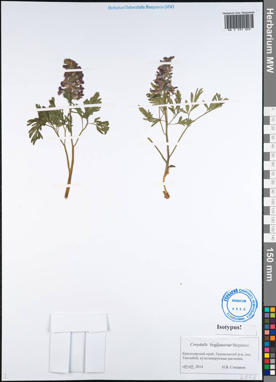 Corydalis begljanovae Stepanov, Сибирь, Алтай и Саяны (S2) (Россия)