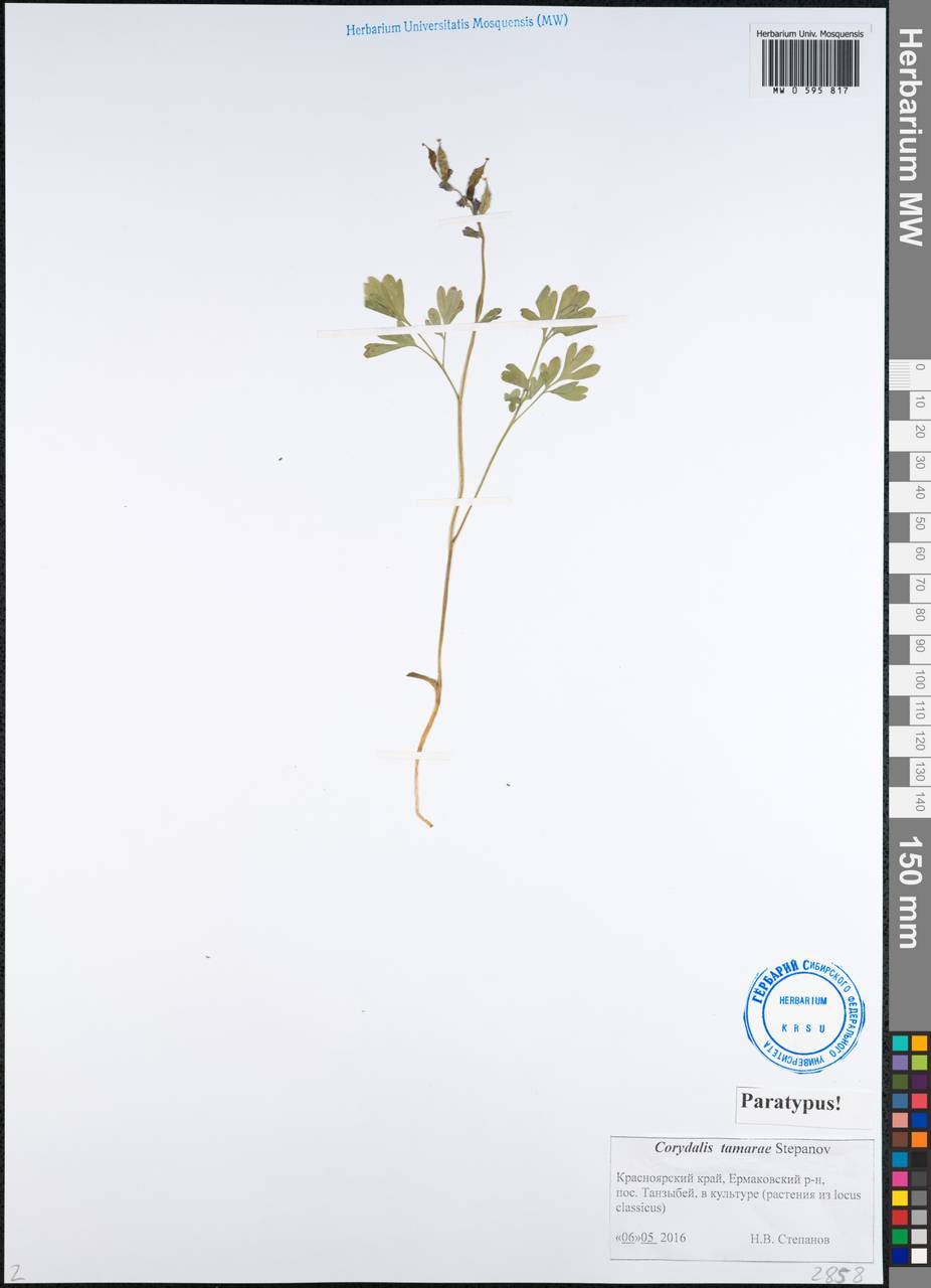 Corydalis tamarae Stepanov, Сибирь, Алтай и Саяны (S2) (Россия)