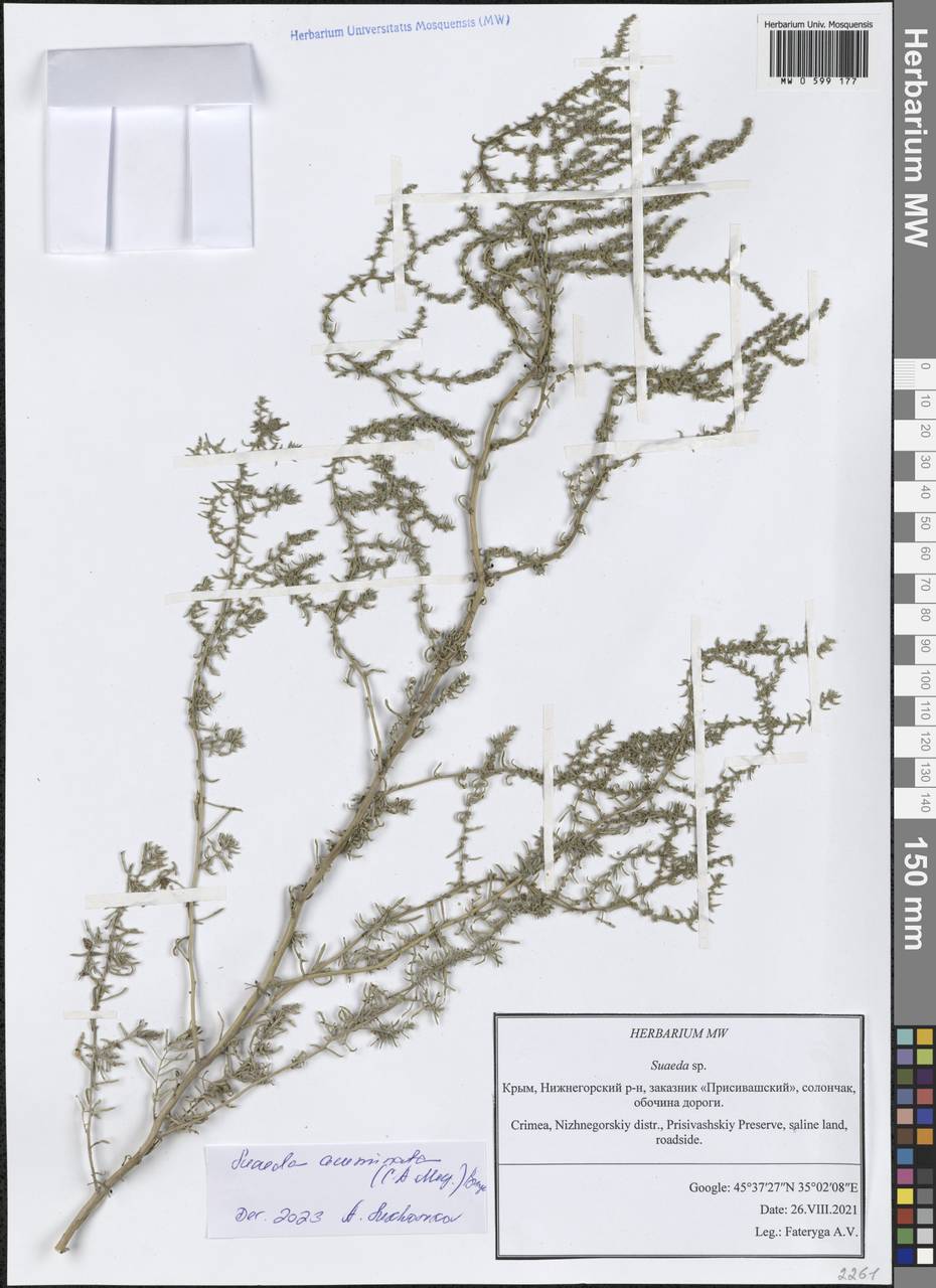 Сведа заостренная (C.A.Mey.) Moq., Крым (KRYM) (Россия)