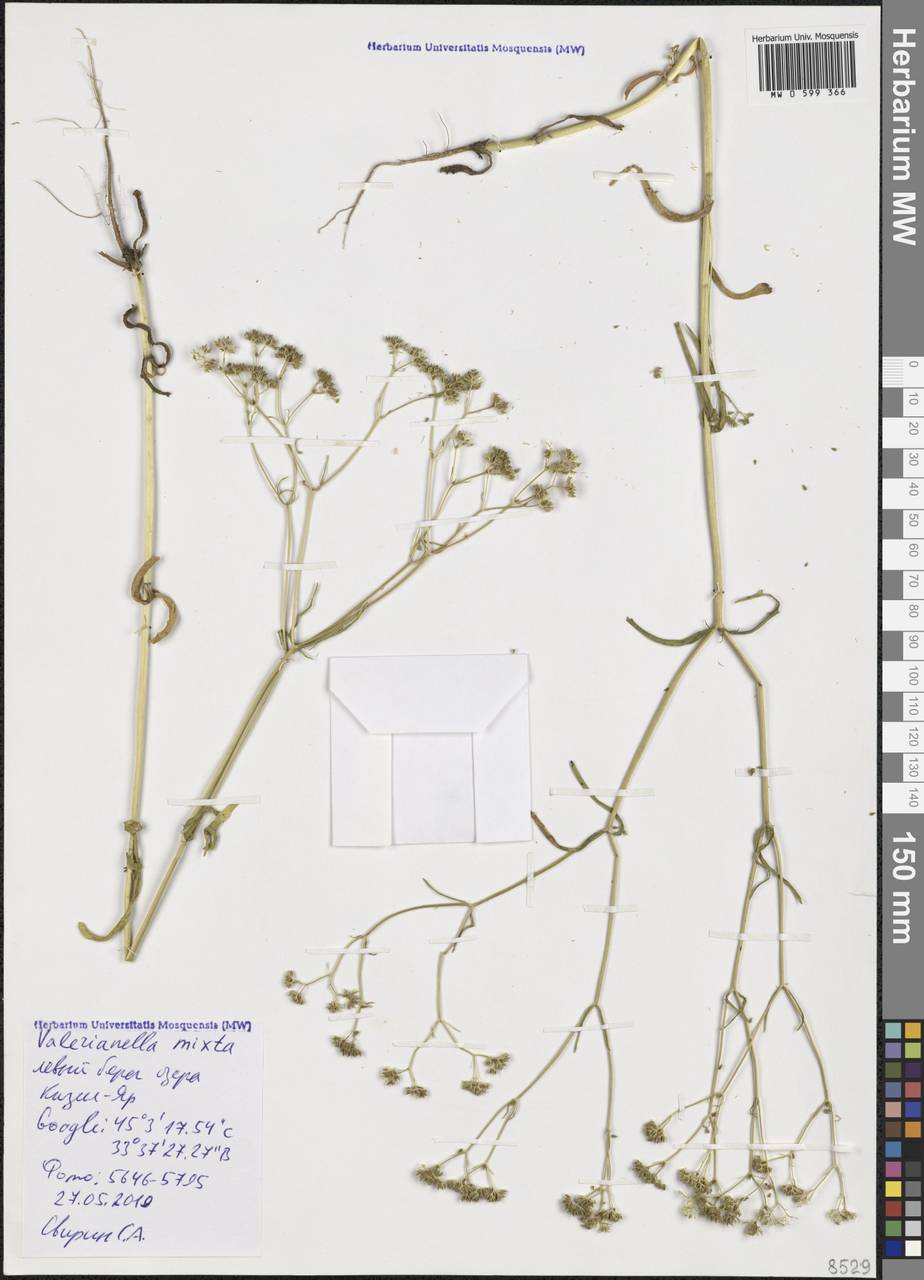 Valerianella microcarpa Loisel., Крым (KRYM) (Россия)