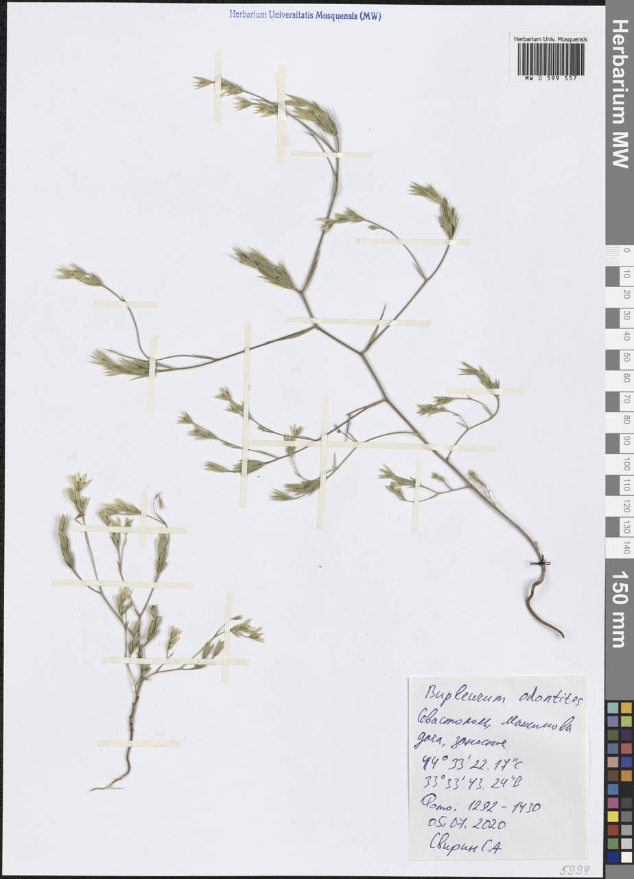 Bupleurum odontites L., Крым (KRYM) (Россия)