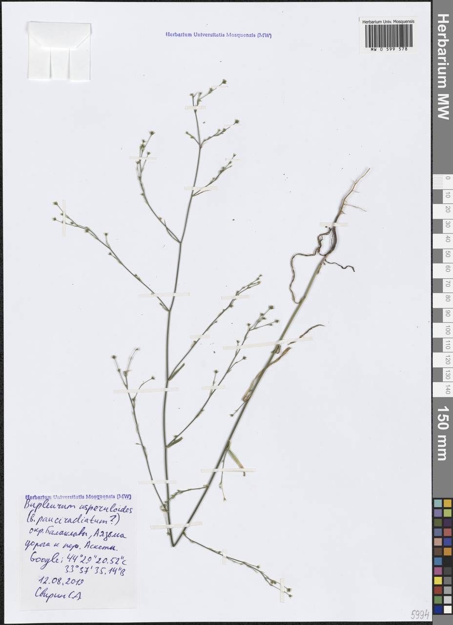 Володушка ясменниковая Heldr. ex Boiss., Крым (KRYM) (Россия)