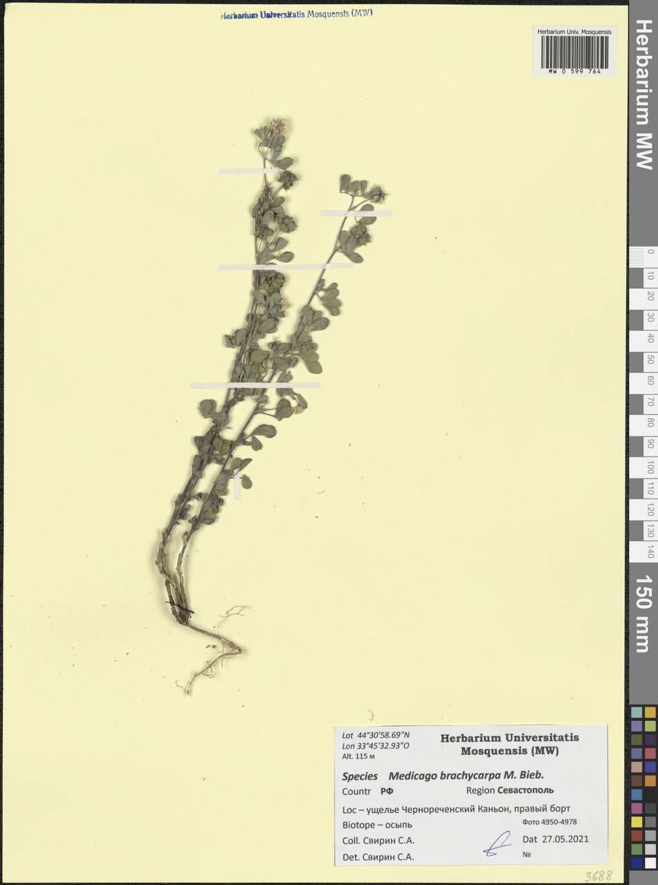 Люцерна короткоплодная Fisch. ex M.Bieb., Крым (KRYM) (Россия)