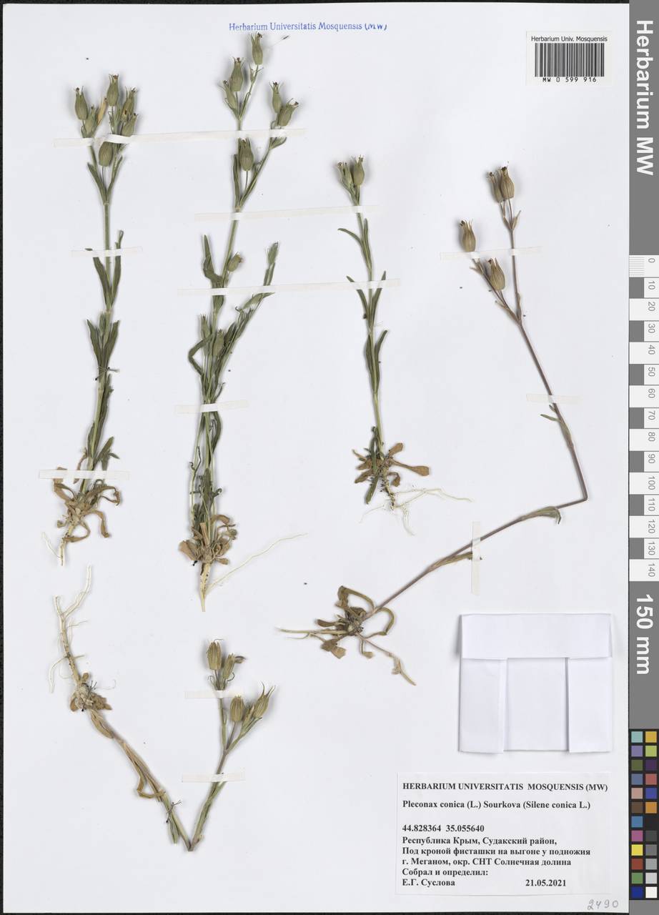 Silene conica subsp. conica, Крым (KRYM) (Россия)