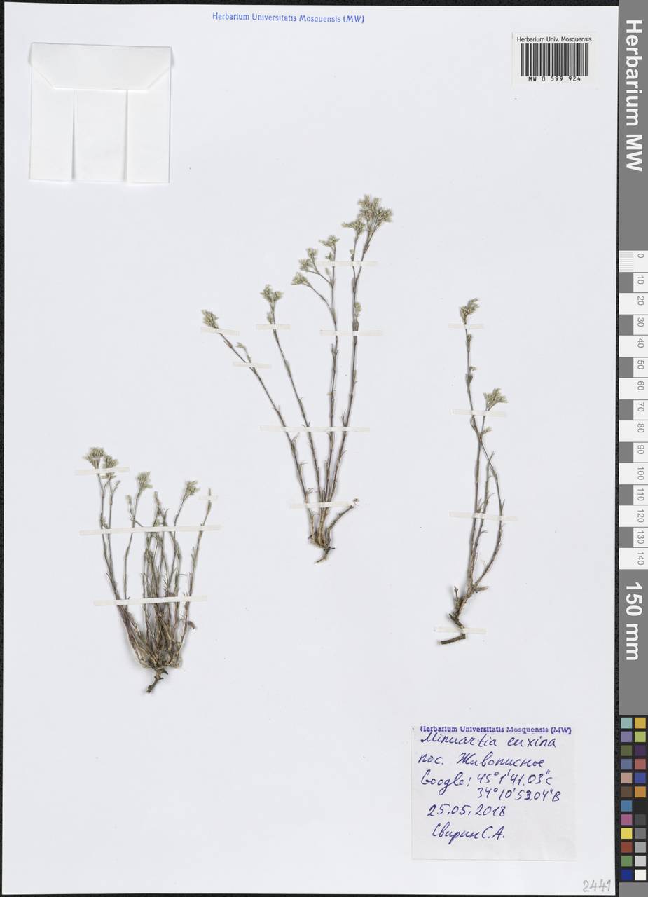 Минуарция черноморская Klokov, Крым (KRYM) (Россия)