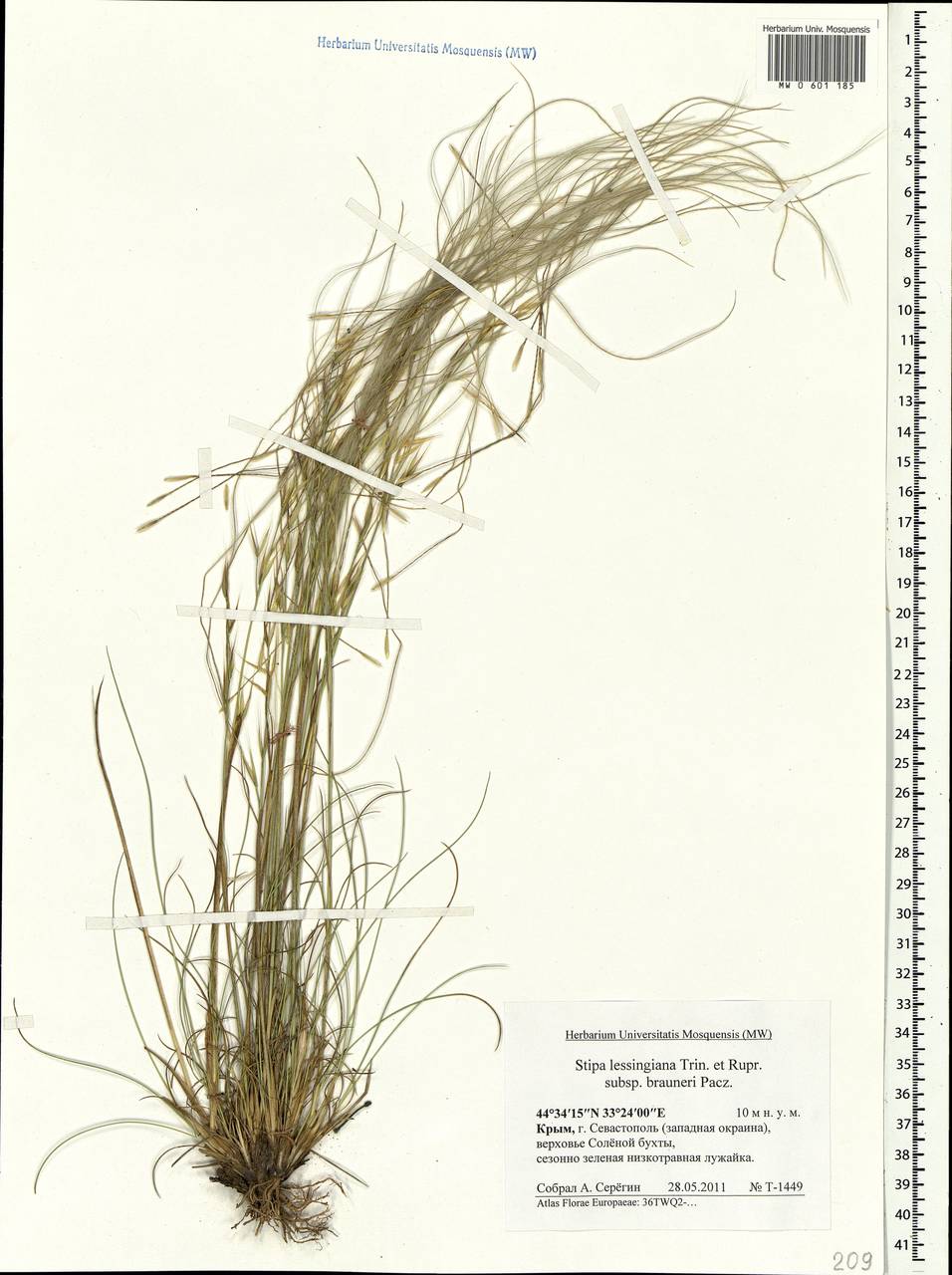 Ковыль Лессинга Trin. & Rupr., Крым (KRYM) (Россия)