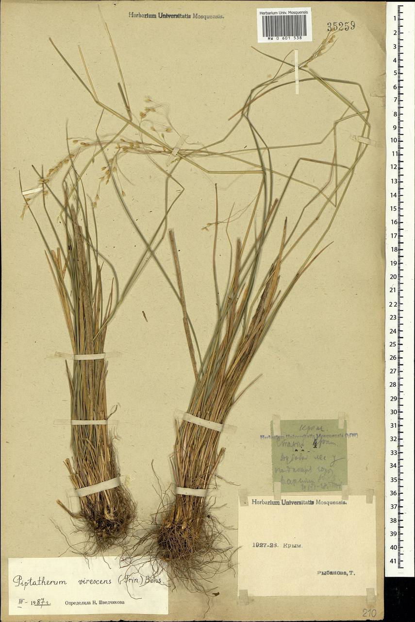 Achnatherum virescens (Trin.) Banfi, Galasso & Bartolucci, Крым (KRYM) (Россия)