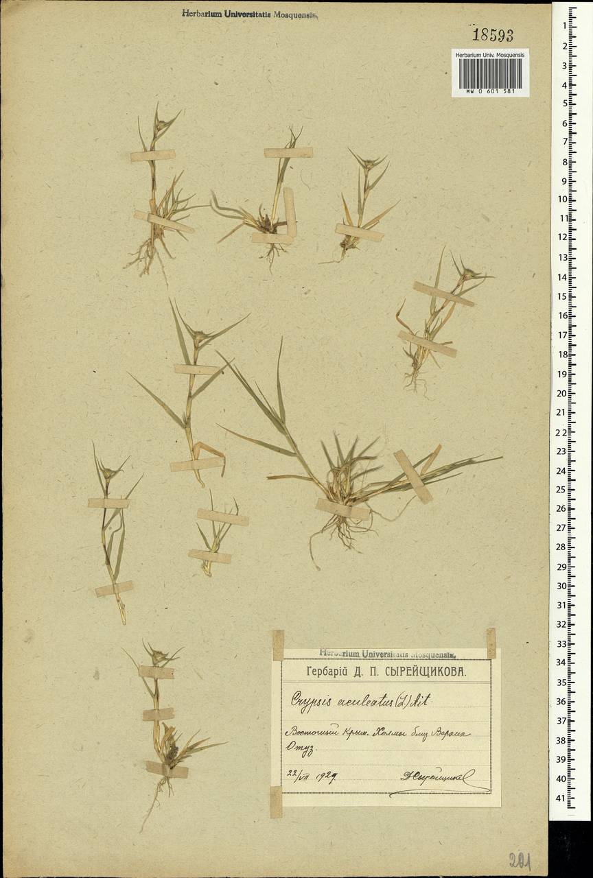 Sporobolus aculeatus (L.) P.M.Peterson, Крым (KRYM) (Россия)