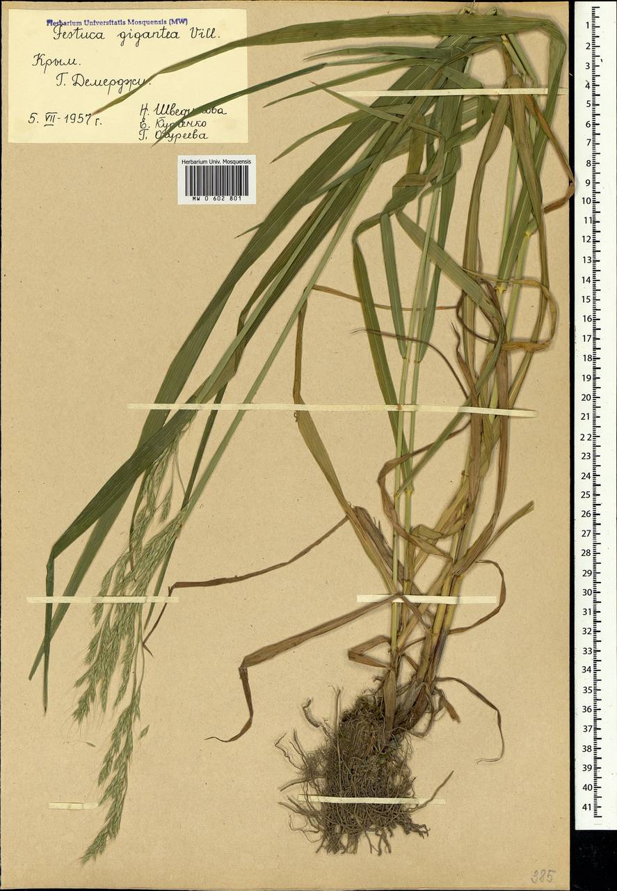 MW0602801, Festuca gigantea (Овсяница гигантская), specimen