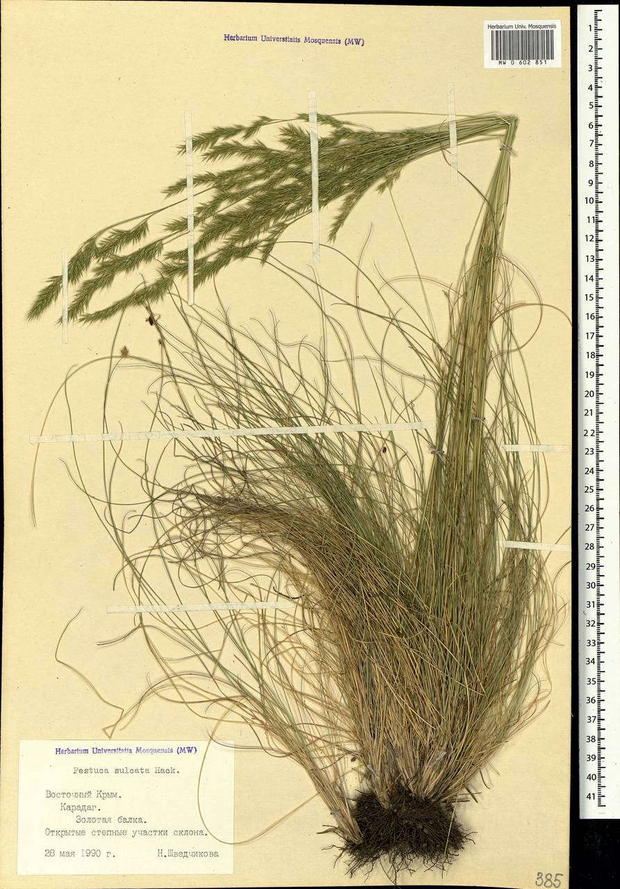 MW0602851, Festuca valesiaca (Овсяница валисская, Типчак), specimen