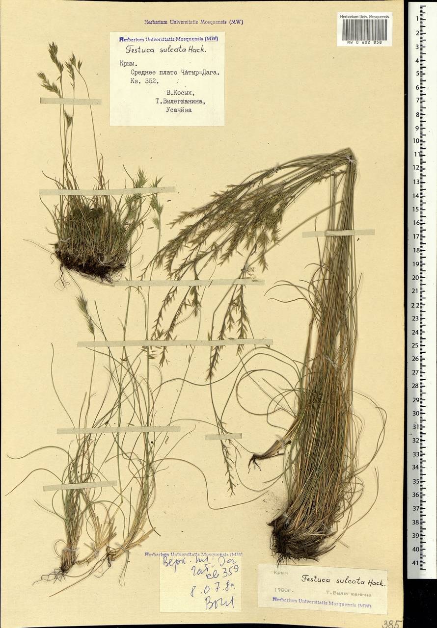 MW0602858, Festuca valesiaca (Овсяница валисская, Типчак), specimen
