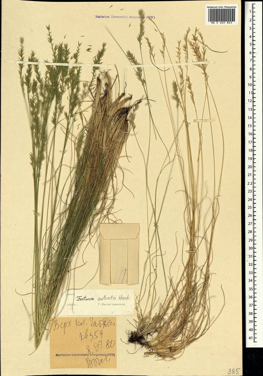 MW0602863, Festuca valesiaca (Овсяница валисская, Типчак), specimen
