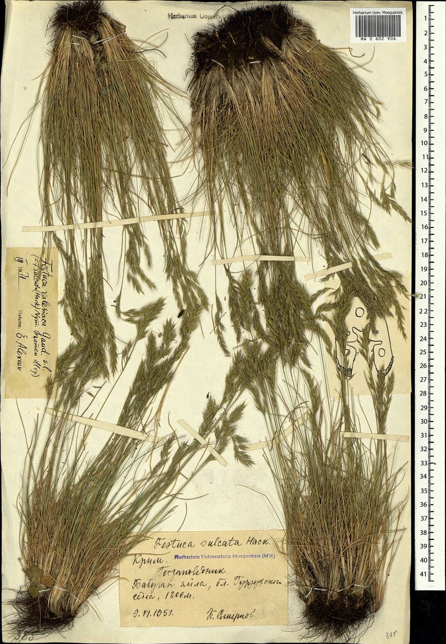 MW0602906, Festuca valesiaca (Овсяница валисская, Типчак), specimen